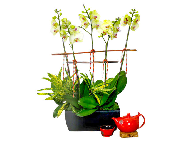 Orchids - CNY Florist Deco Orchid CL27 - L76610690 Photo